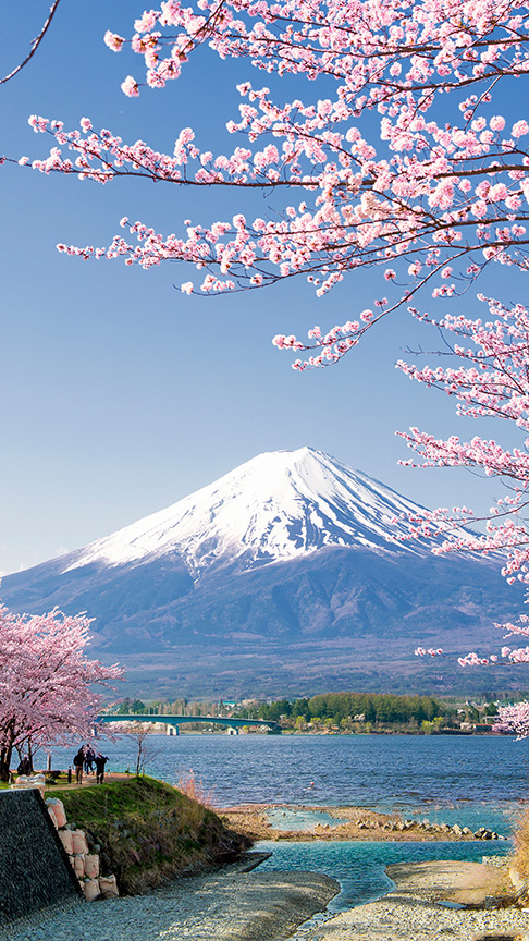 Blick auf den Fujiama, rechts und links stehen rosa blühende Kirschbäume.