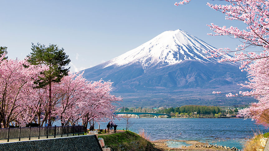 Blick auf den Fujiama, rechts und links stehen rosa blühende Kirschbäume.