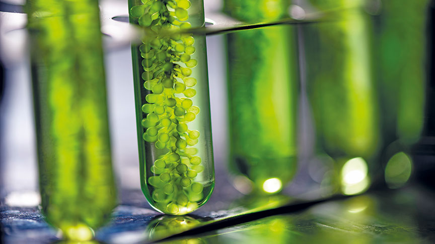 Photobioreactor in lab algae fuel biofuel industry